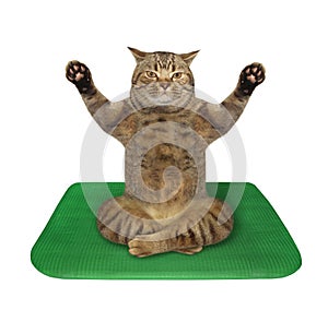 Cat doing yoga practice