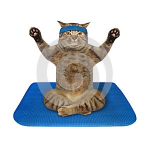 Cat doing yoga practice 2