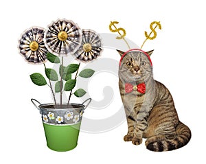 Cat in dollar headband near money flowers