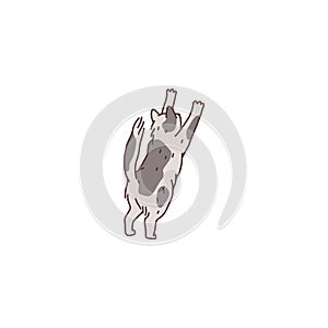 Cat domestic animal sharpen your claws. Pet outline doodle vector illustration.