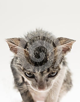 Cat domesticated for pet but still environmentally disastrous to native animals photo