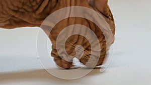 Cat of Don breed Velor Sphynx eats three pieces of dry food. Close-up, white background.