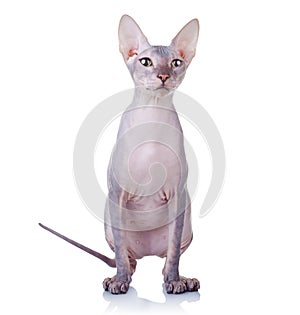 Cat of Don Sphynx breed