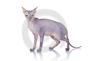 Cat of Don Sphynx breed