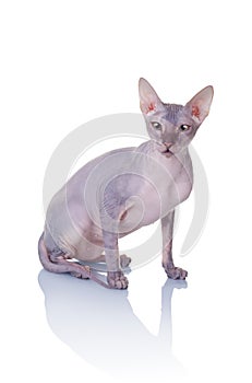 Cat of Don Sphynx breed