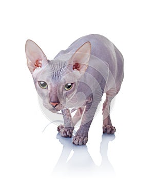 Cat of Don Sphynx breed