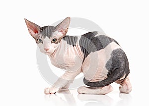 Cat. Don sphynx kitten on white background