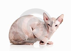 Cat. Don sphynx kitten on white background