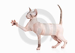 Cat. Don sphynx kitten on white background