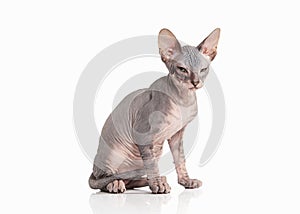 Cat. Don sphynx kitten on white background