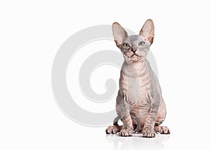 Cat. Don sphynx kitten on white background