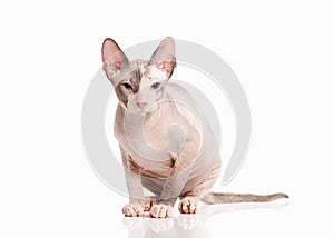 Cat. Don sphynx kitten on white background