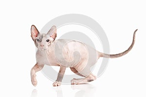 Cat. Don sphynx kitten on white background