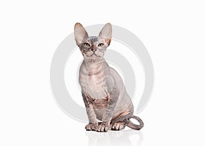 Cat. Don sphynx kitten on white background