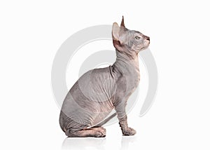 Cat. Don sphynx kitten on white background