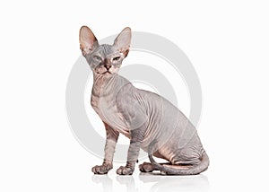 Cat. Don sphynx kitten on white background