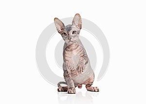 Cat. Don sphynx kitten on white background