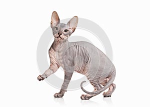 Cat. Don sphynx kitten on white background