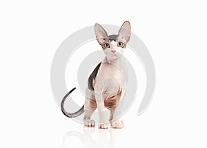 Cat. Don sphynx kitten on white background