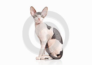 Cat. Don sphynx kitten on white background