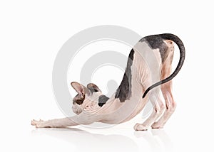 Cat. Don sphynx kitten on white background