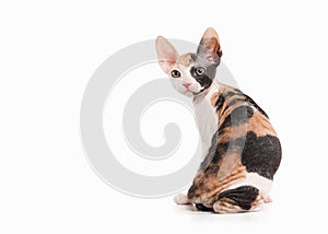 Cat. Don sphynx kitten on white background