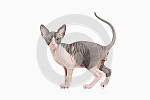 Cat. Don sphynx kitten on white background