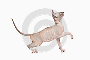 Cat. Don sphynx kitten on white background