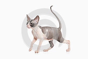 Cat. Don sphynx kitten on white background