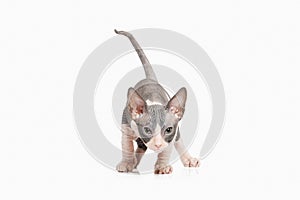 Cat. Don sphynx kitten on white background