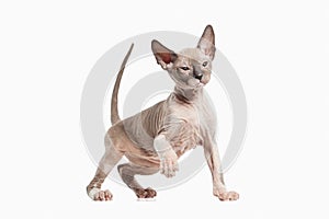 Cat. Don sphynx kitten on white background