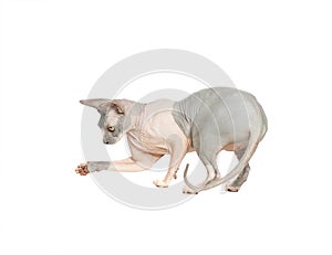 Cat don sphynx playing isolated on white background