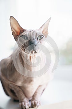 Cat Don Sphynx on the windowsill close-up.