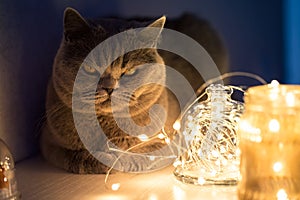 The cat is dozing next to the pleasant Golden lighting of the garlands