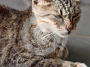 Cat dream& x27;s one animal love