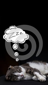 Cat dreams of mouse. Sleepy gray ang white cat on a black background. Vertical stories template