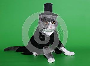 Cat in a dress coat and a hat.