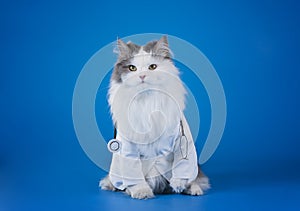 Dr. cat