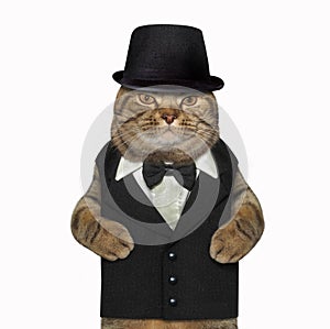 Cat dressed as a gentleman