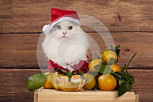 Cat dressed as Santa Claus sells tangerines