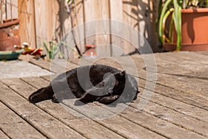 Cat is dressing up on the terrace