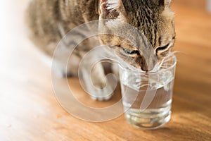 Cat drink water