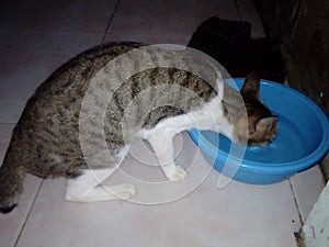 Cat drink water in blue basin