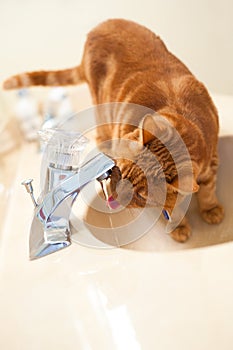 Cat Drinking from Bathroom Sink Faucet