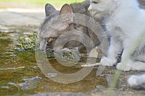 Cat a drinking a clean water at the park