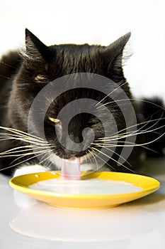 Cat drinking milk