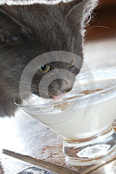 Cat drinking milk