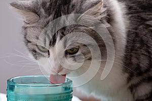 Cat drinking milk from blue glass. pink tongue