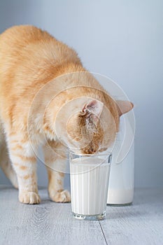 Cat drinking milk