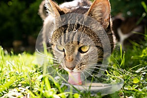 Cat drinking milk in nature